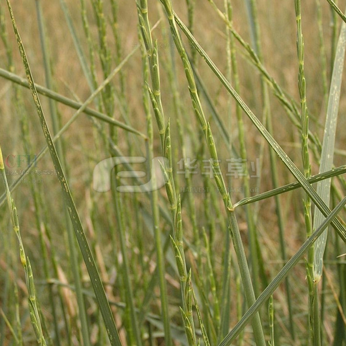 高冰草
