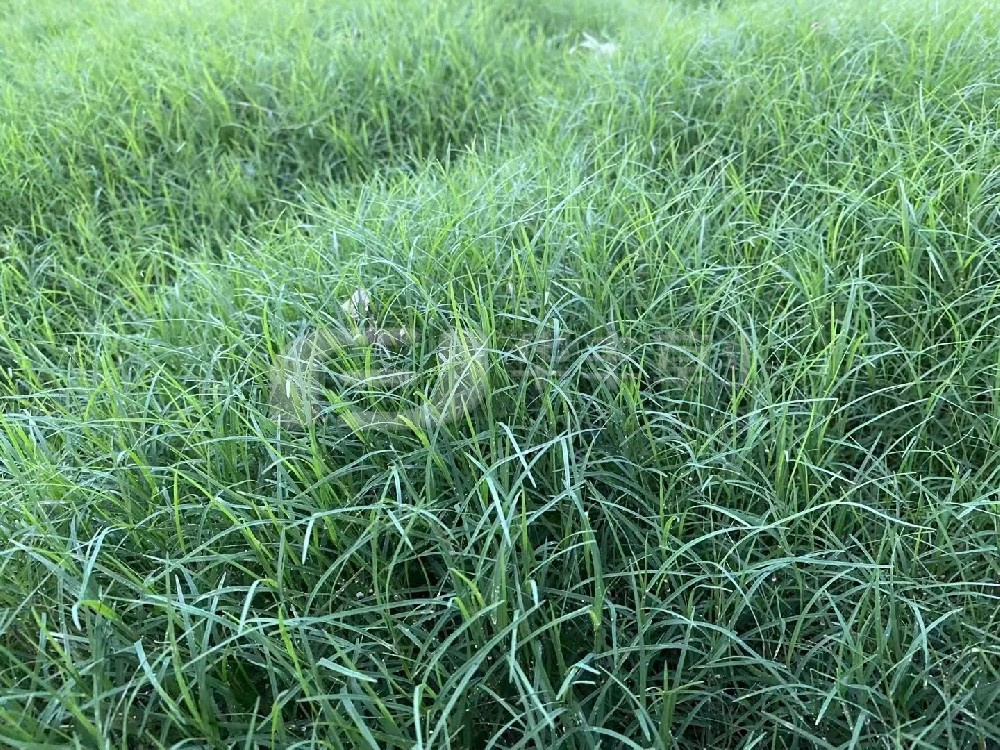 草坪建植的步骤重要分为哪两种？