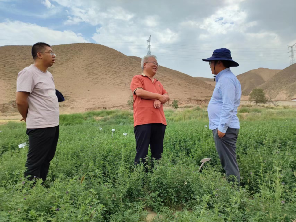 三杰牧草（杨凌）钻研院院长陈海涛博士和金昌三杰牧草有限公司副总经理史幼强莅临我公司兰州饲草牧草造种试验站调查调研