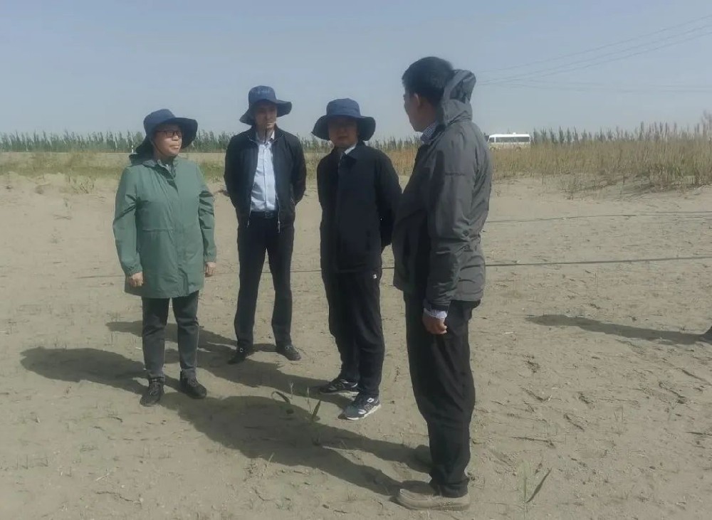 中国科学院曹晨风院士五一期间，不辞劳累，亲临领导“田菁”在戈壁盐碱地种植