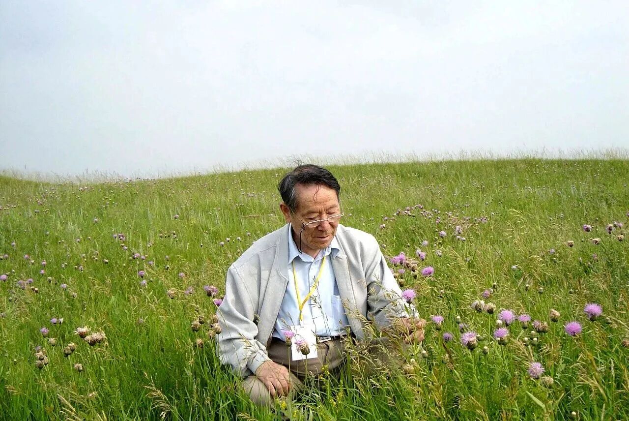 藏在草原里的“生态宝藏”：无芒雀麦，不止是牧草那么单一